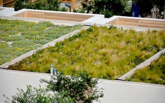 Given that each residential building houses a number of suites, the roofs are also divided up and each has different vegetation. © egreen / ZinCo Three green roofs with different vegetation